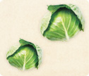 今月のお野菜