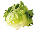 今月のお野菜